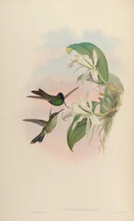 Heliodoxa leadbeateri